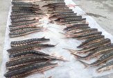 تمدید ممنوعیت برای صید ماهی خاویار خزر